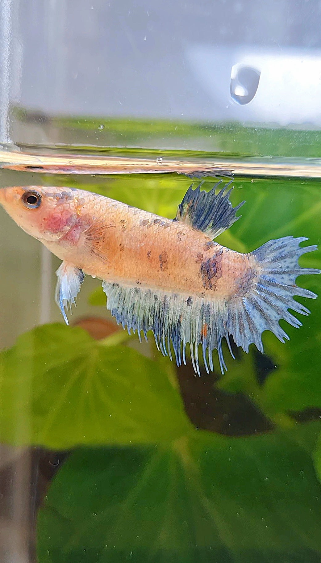 FEMALE CROWNTAIL PLAKAT BLUE DOTS MARBLE BETTA FISH