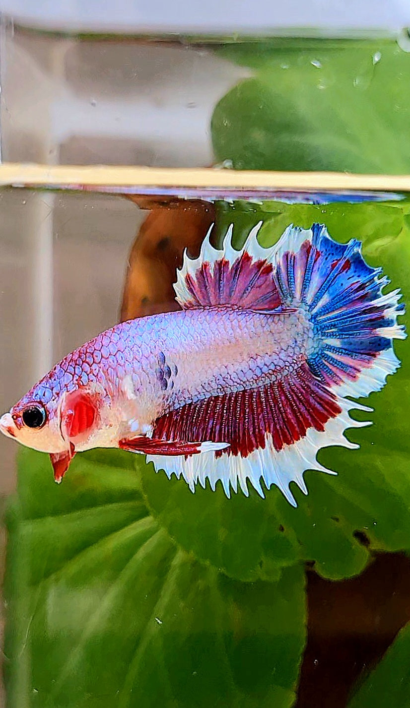 CROWNTAIL PLAKAT PINK FANCY FLAMINGGO BUTTERFLY BETTA FISH