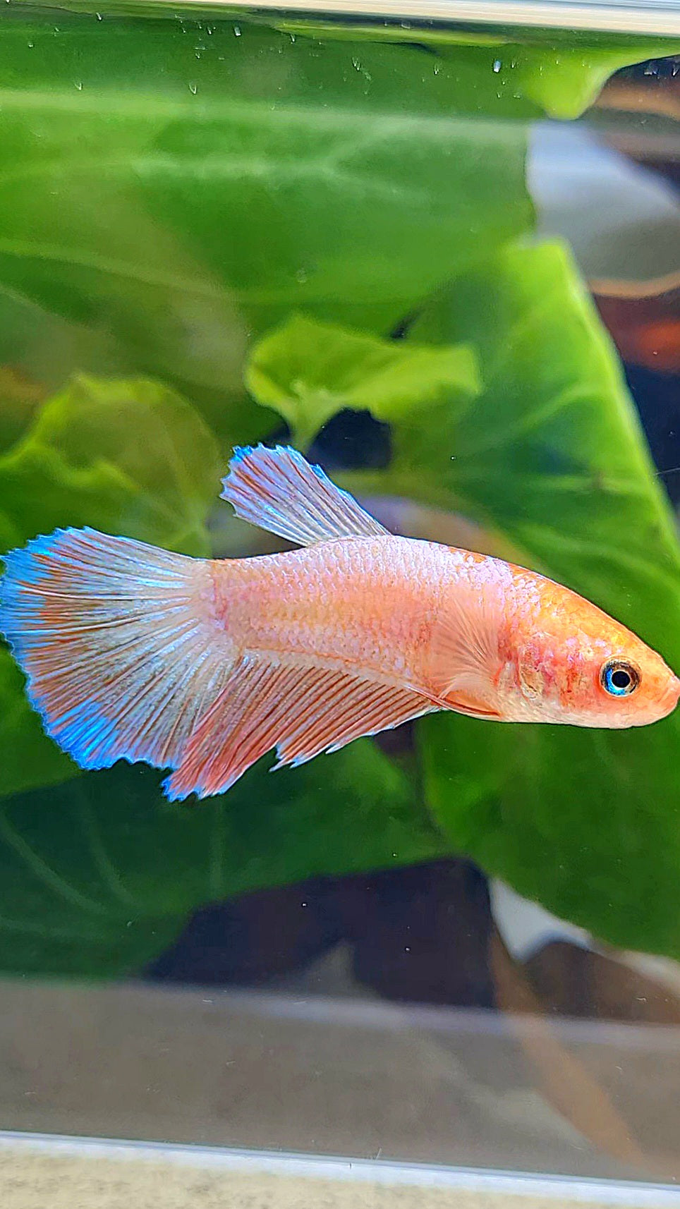 FEMALE HALFMOON PINK FLAMINGGO BETTA FISH