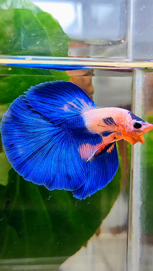HALFMOON ROSETAIL PINK FANCY FLAMINGGO BLUE DOT BETTA FISH