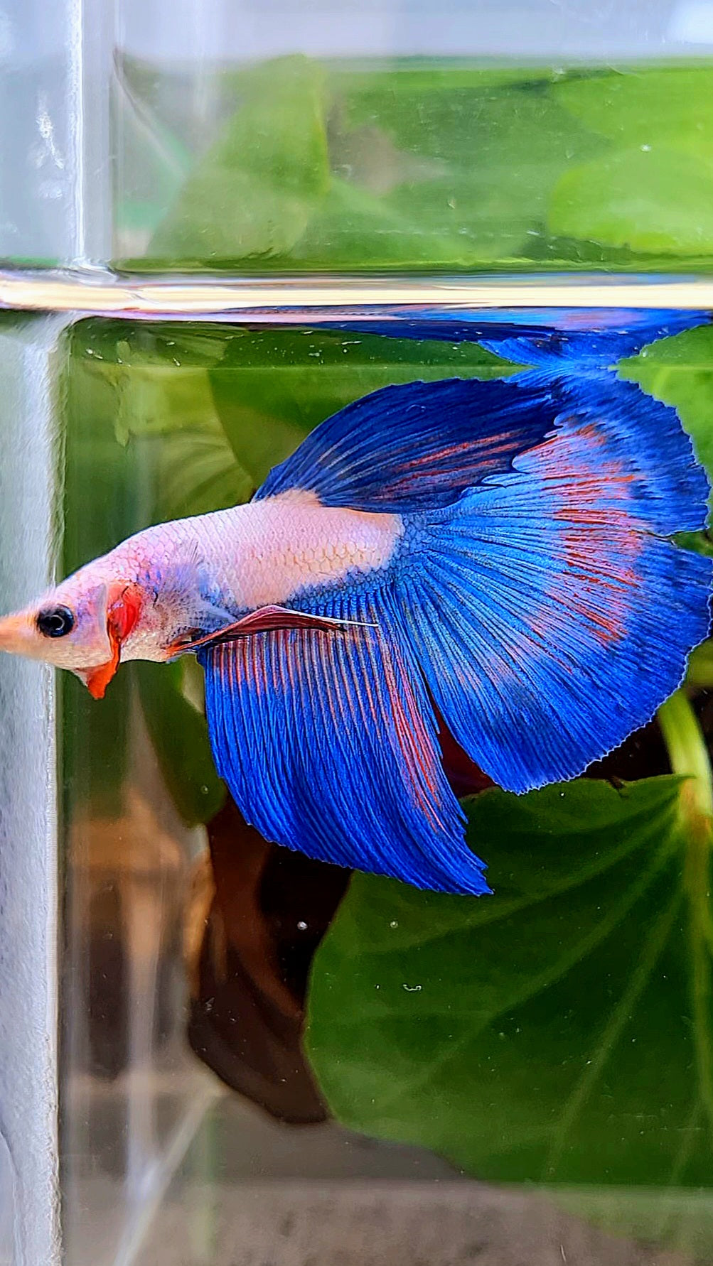 HALFMOON BLUE RIM FLAMINGGO BETTA FISH