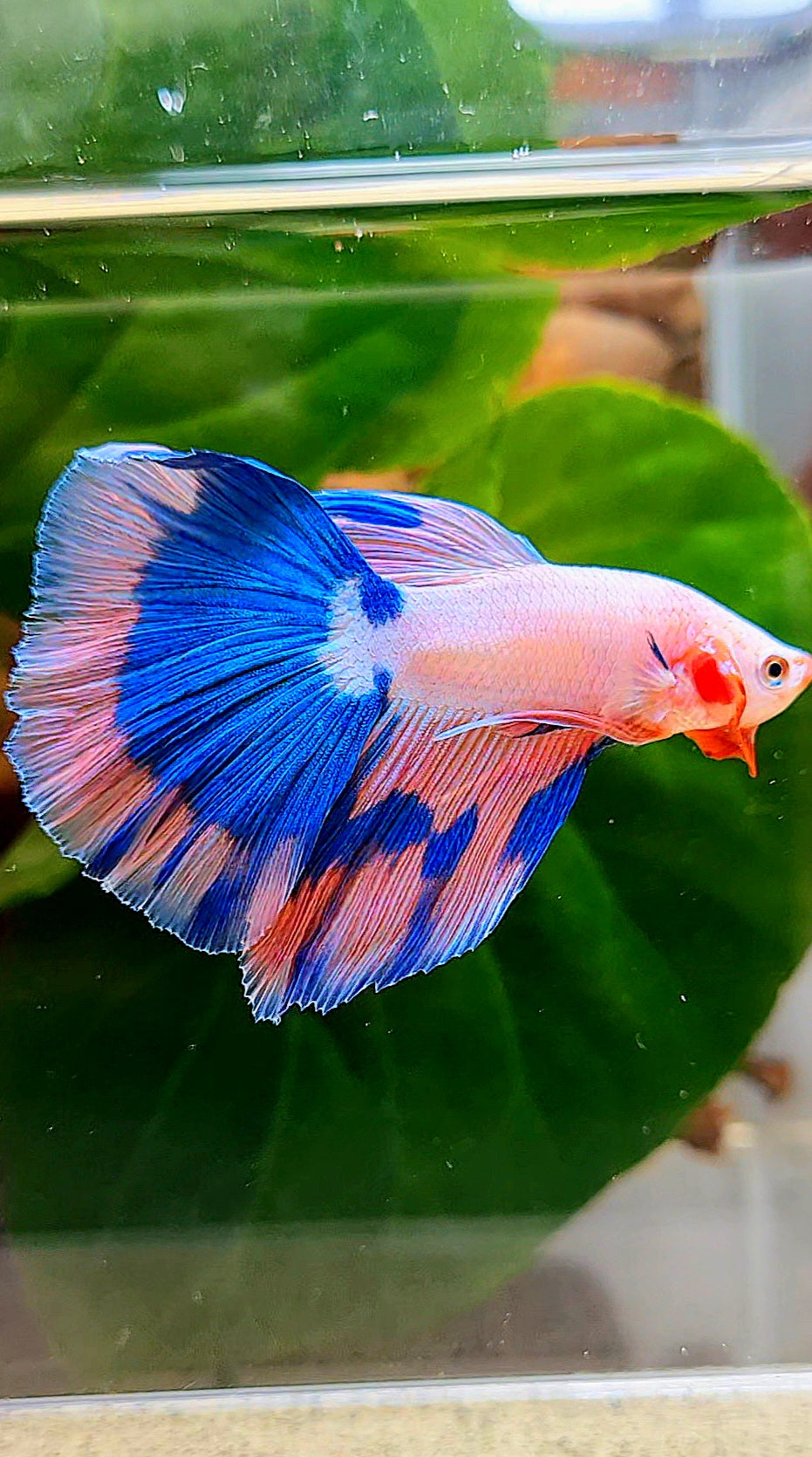 LUXURY HALFMOON ROSETAIL PINK FANCY FLAMINGGO BLUE BUTTERFLY BETTA FISH