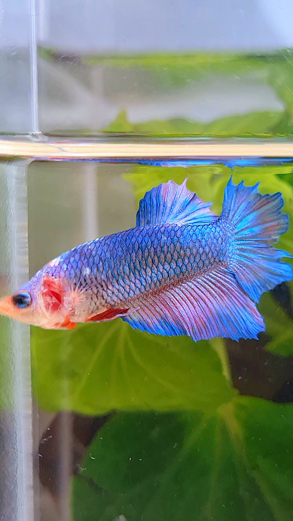FEMALE HALFMOON BLUE BETTA FISH
