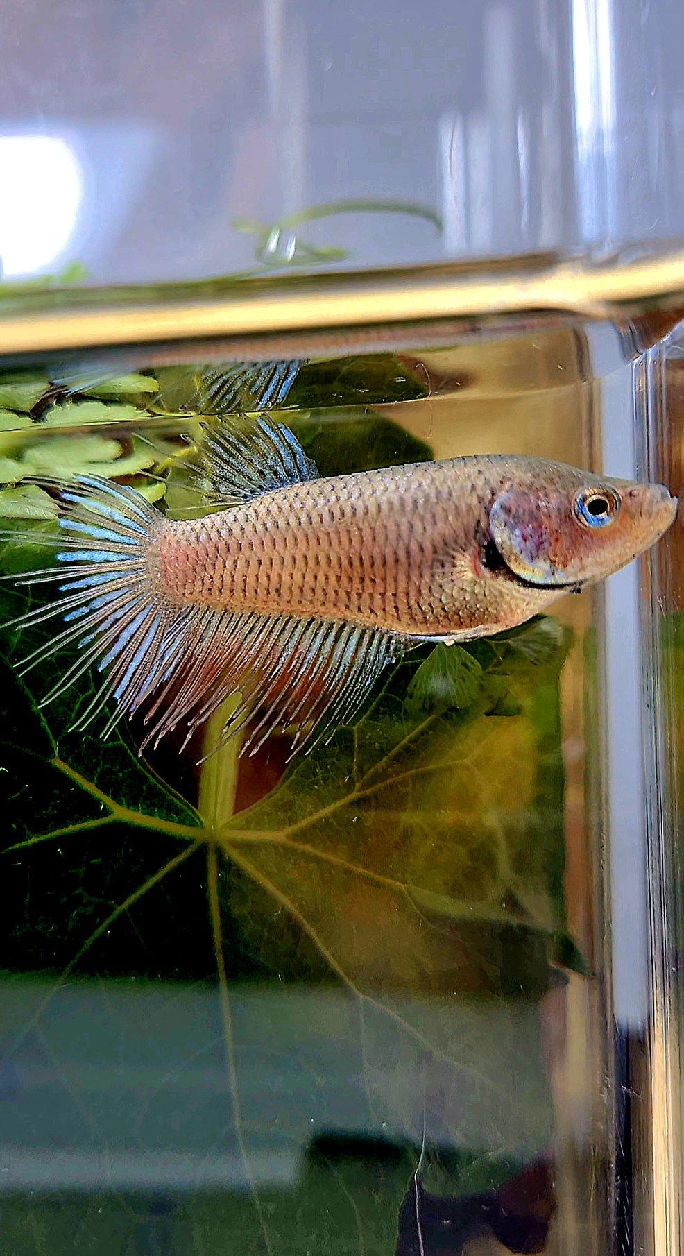 FEMALE CROWNTAIL BETTA FISH
