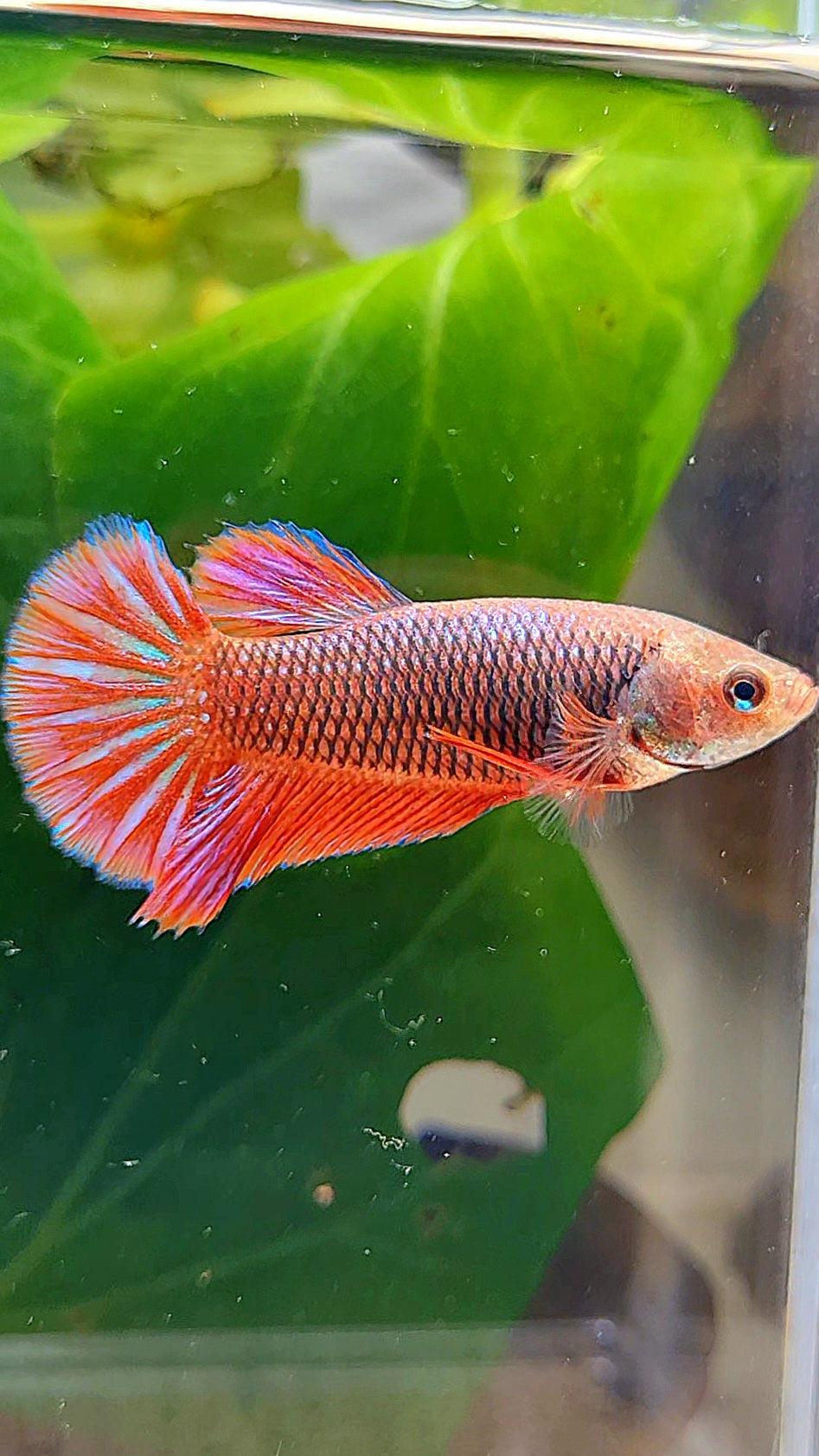 FEMALE HMPK RED PURPLE FANCY BETTA FISH