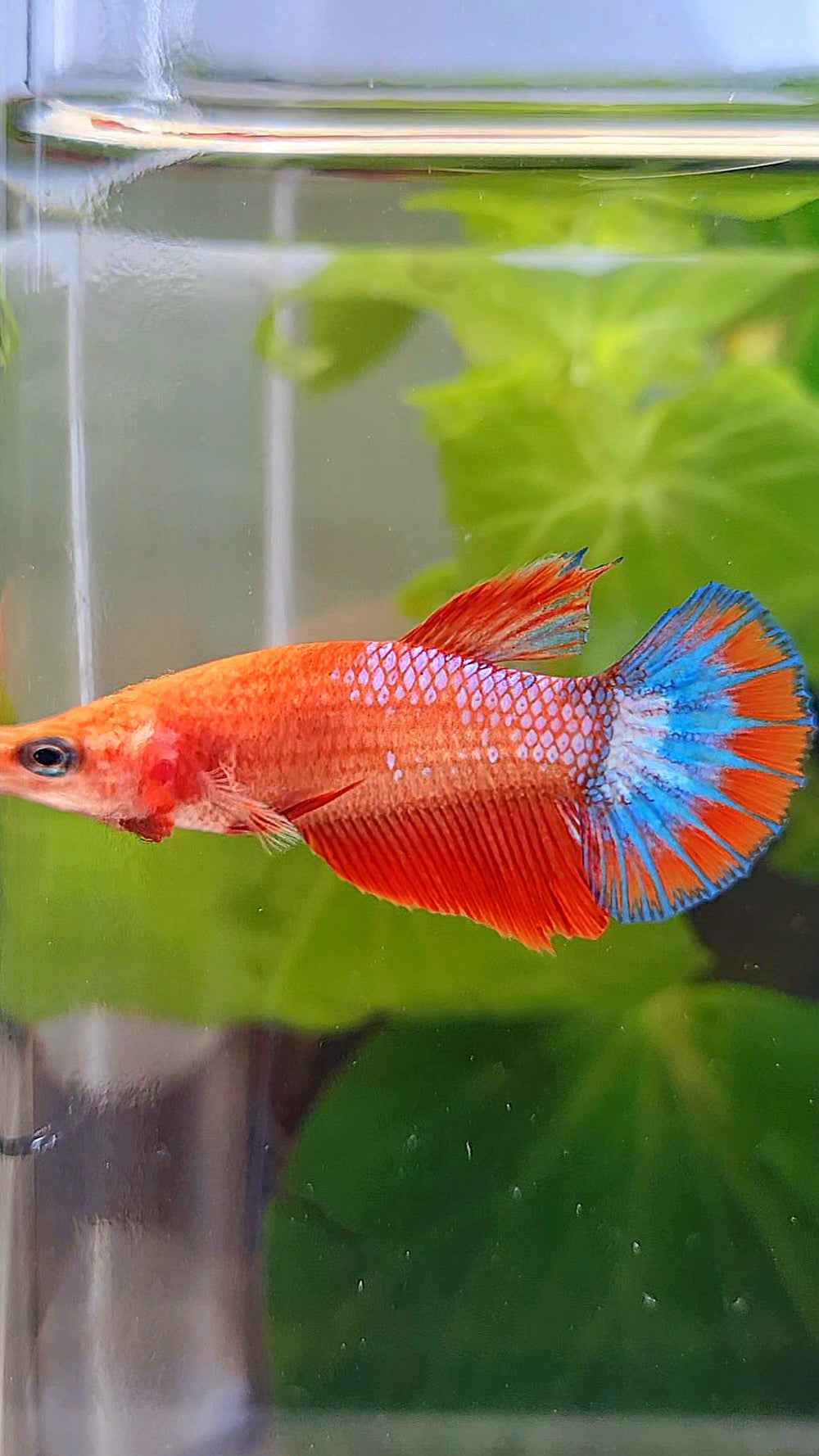 FEMALE HALFMOON RED FANCY FCCP BETTA FISH