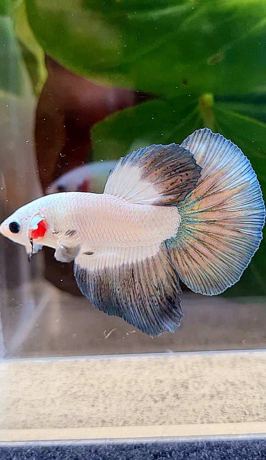 HALFMOON COPPER RIM BETTA FISH