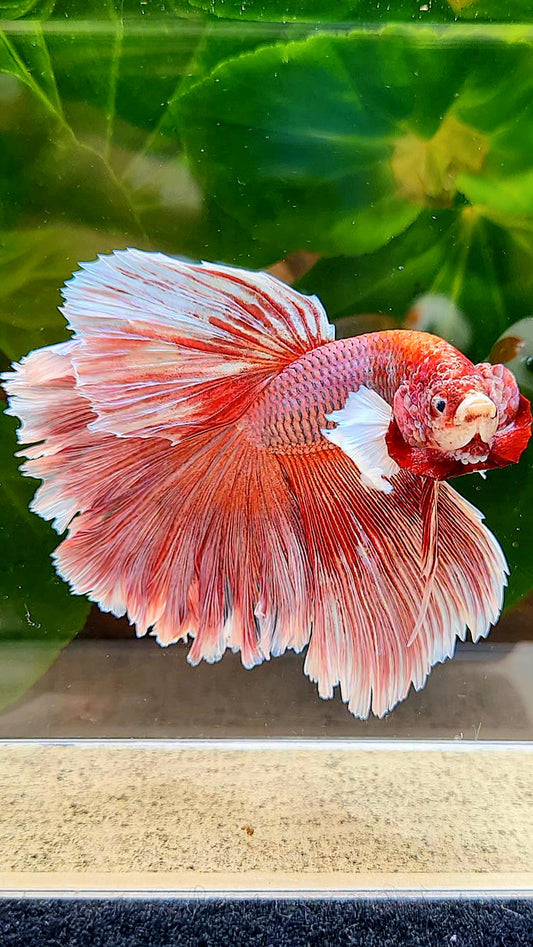 HALFMOON ROSETAIL BIG EAR PINK LAVENDER BETTA FISH