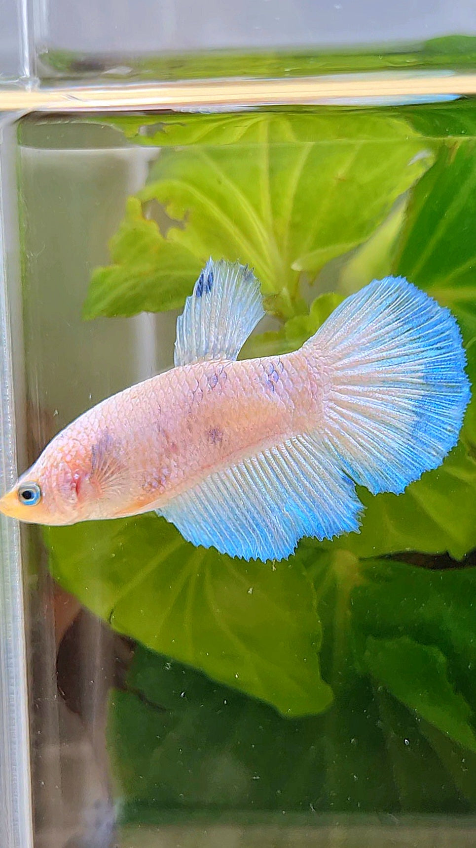 FEMALE HALFMOON WHITE LINE BLUE RIM BETTA FISH
