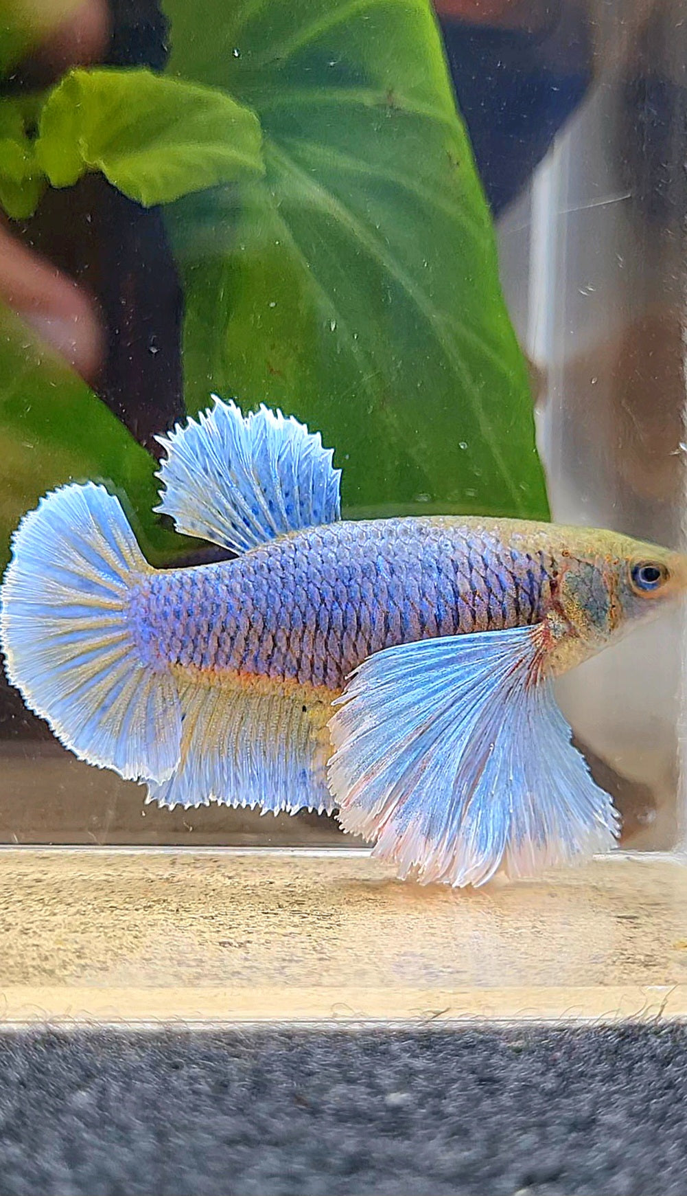 FEMALE PLAKAT SUPER DUMBO EAR PURPLE YELLOW PINEAPPLE BETTA FISH