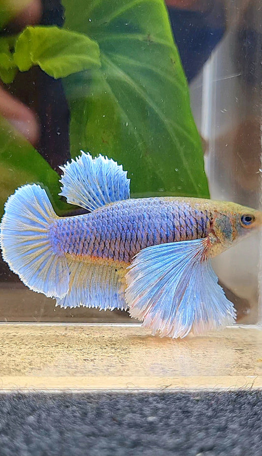 FEMALE PLAKAT SUPER DUMBO EAR PURPLE YELLOW PINEAPPLE BETTA FISH
