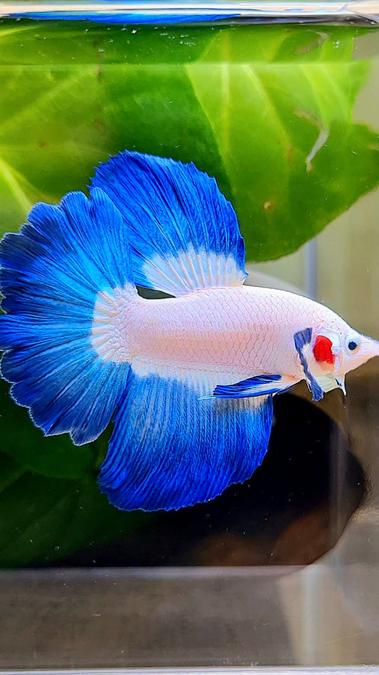 HALFMOON ROSETAIL BLUE RIM BICOLOR BETTA FISH