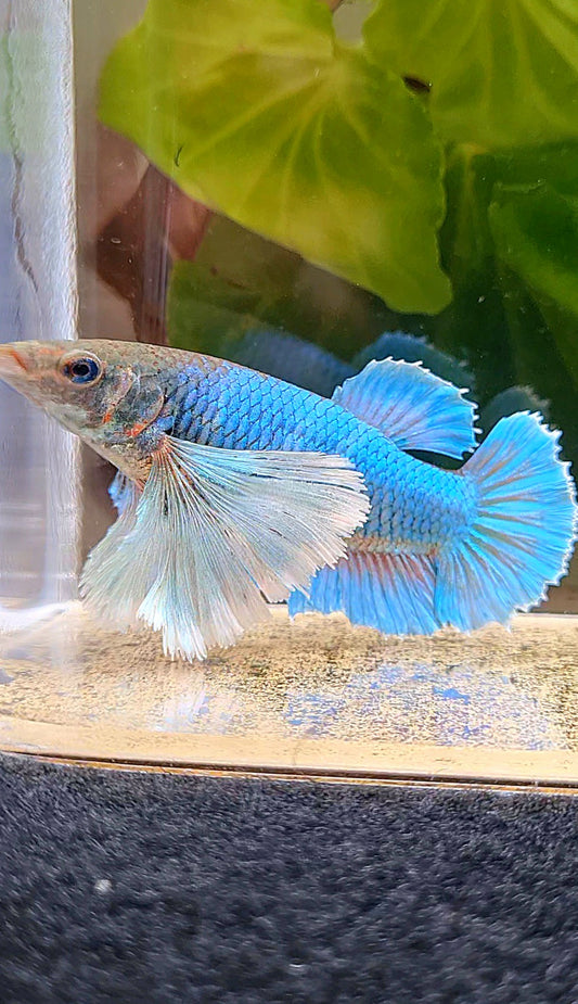 FEMALE PLAKAT SUPER DUMBO EAR GREEN BLUE TURQUOISE BETTA FISH