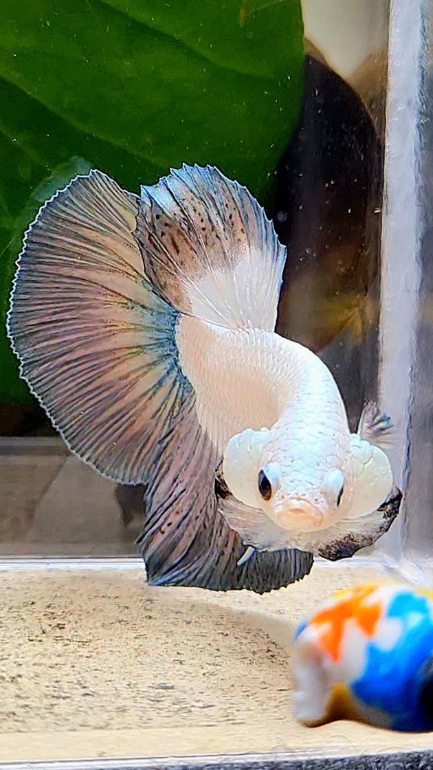 HALFMOON COPPER RIM BETTA FISH