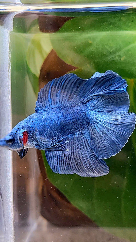 HALFMOON DOUBLETAIL BLUE BETTA FISH