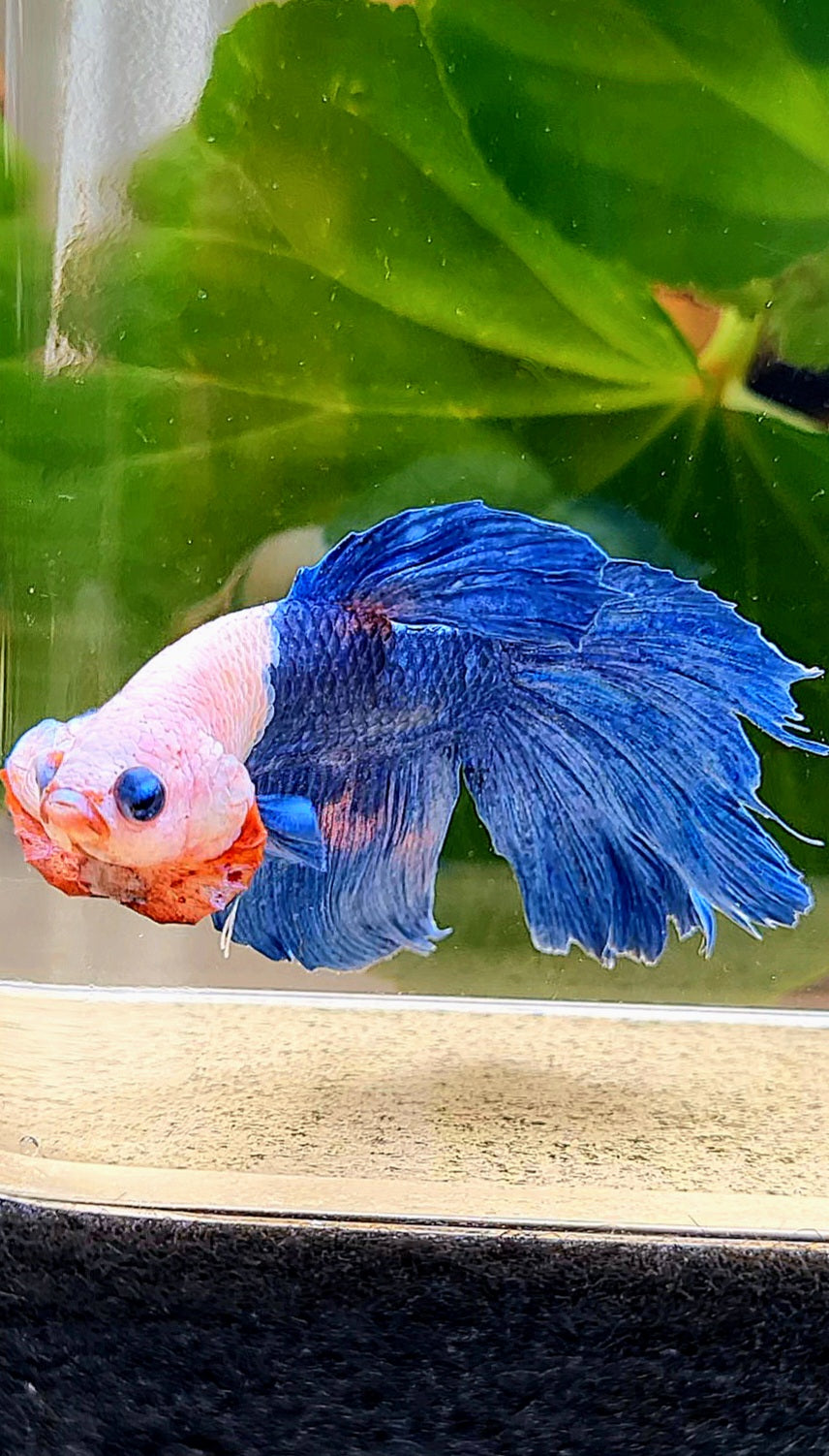 HALFMOON PINK FANCY FLAMINGGO BLUE DOT BETTA FISH