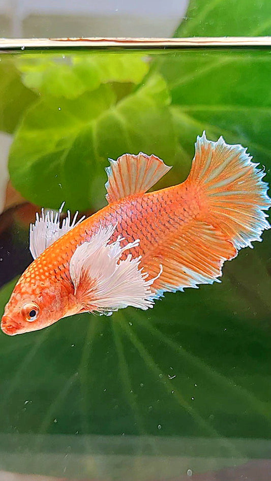 FEMALE HALFMOON DUMBO EAR ORANGE PINEAPPLE BETTA FISH