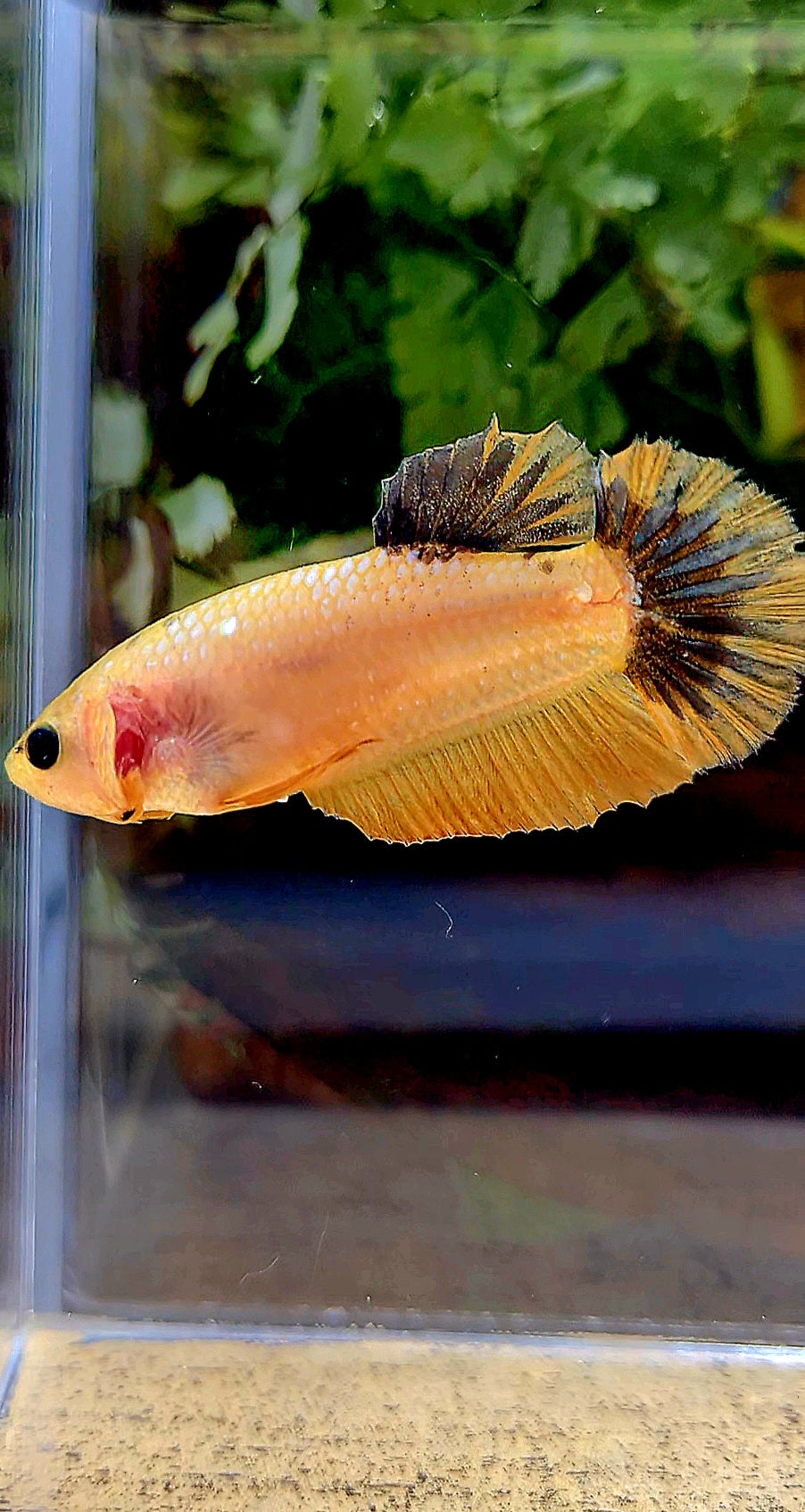 FEMALE PLAKAT YELLOW FANCY UNIQUE BETTA FISH
